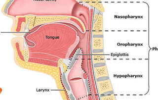 HPV & Head and Neck Cancers 13